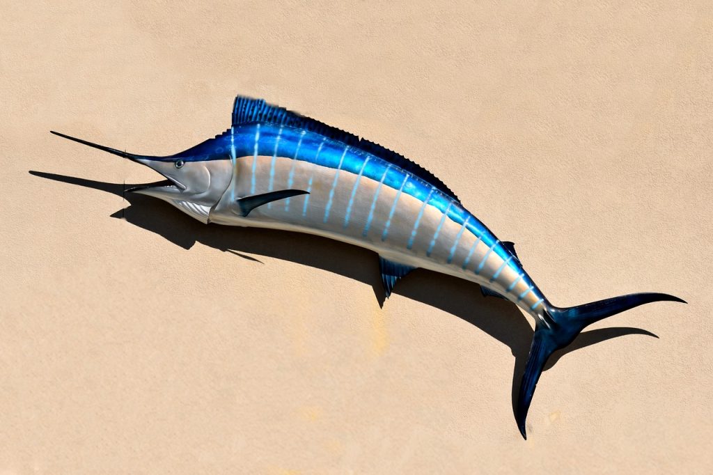 Black Marlin (Istiompax Indica)