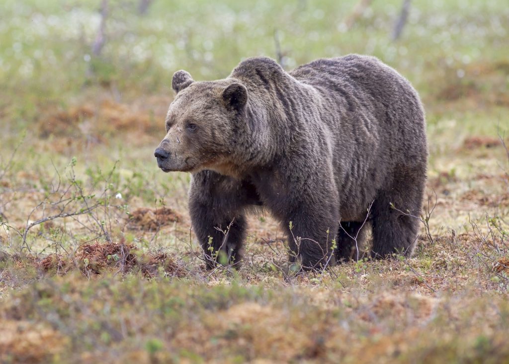 Bear (Ursidae)