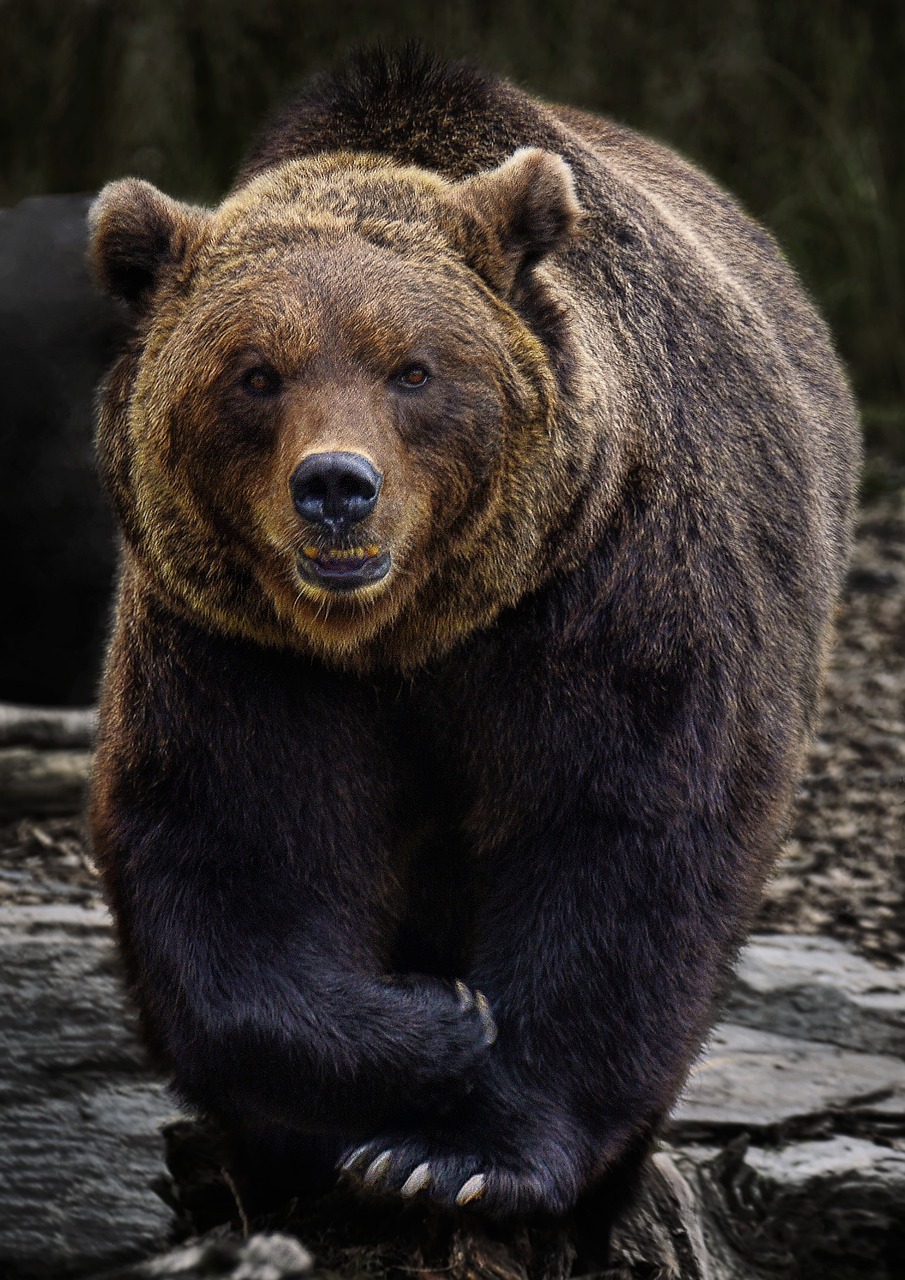 Bear (Ursidae)