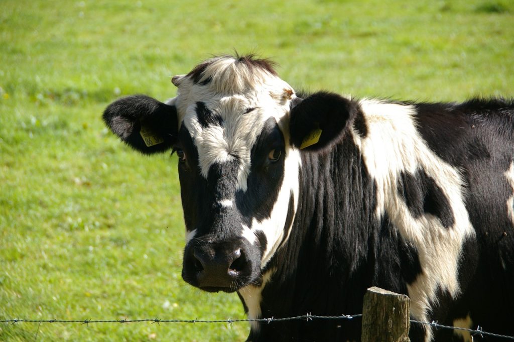 Cow (Bos Taurus)