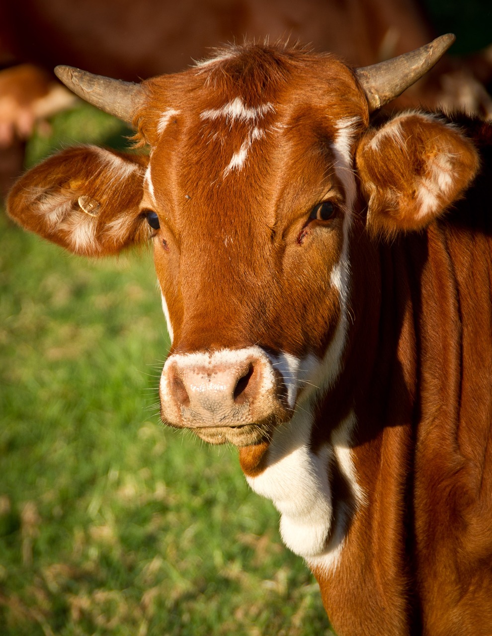 Cow (Bos Taurus)