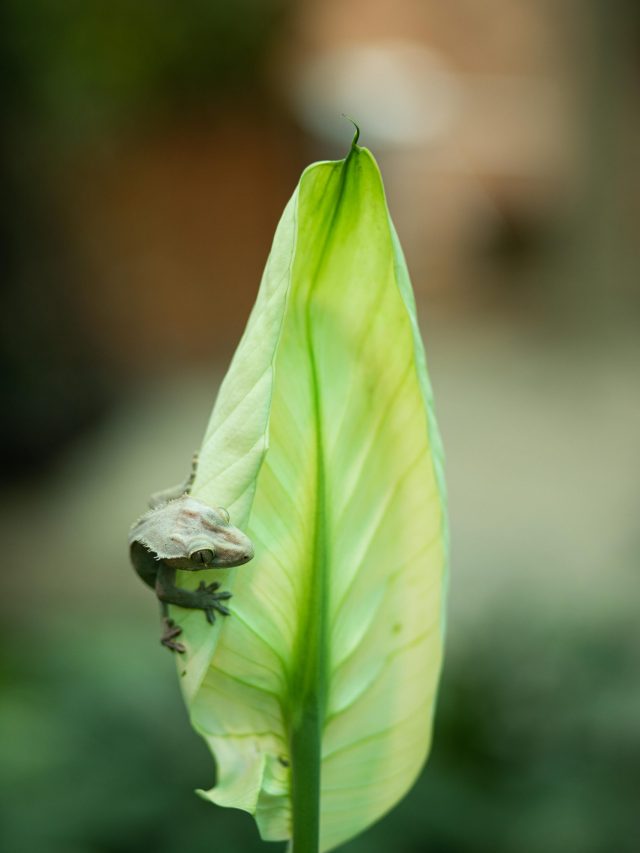 Burrowing Frog (5)