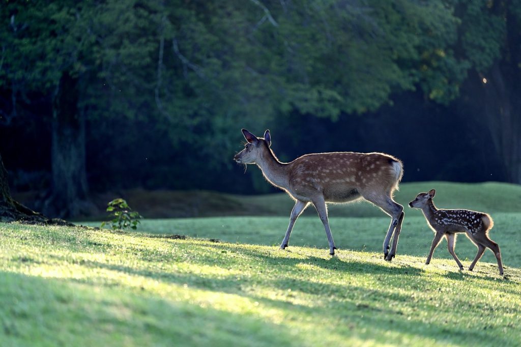 Deer (Odocoileus Virginiana)
