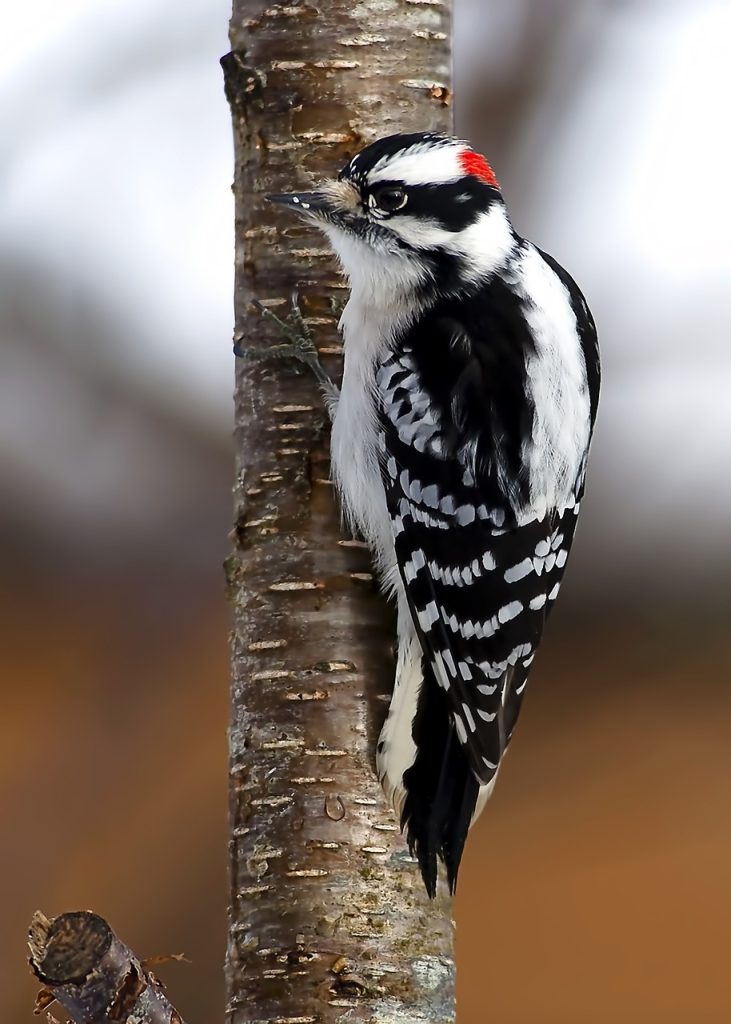 Downy Woodpecker (D. Pubescens)
