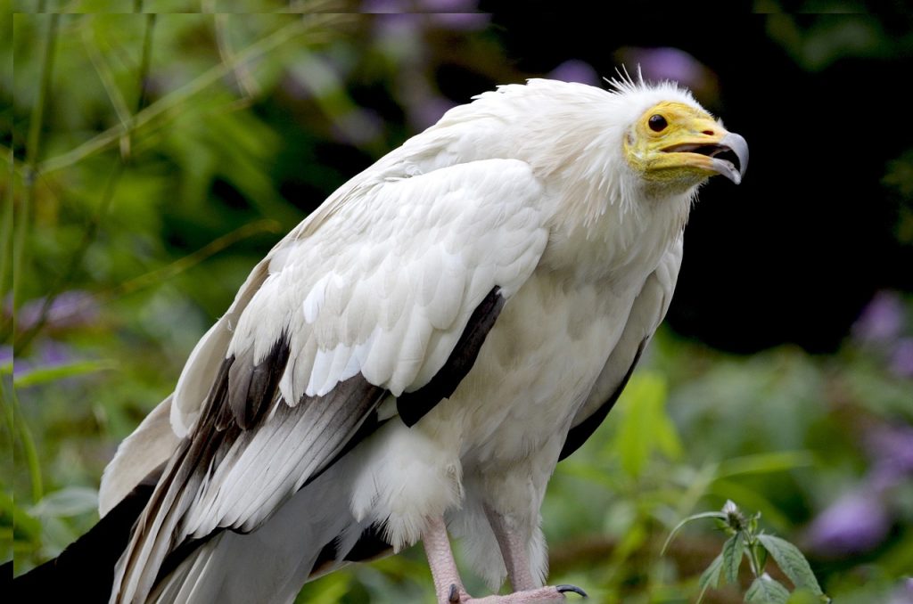 Egyptian Vulture (Neophron Percnopterus) Birds