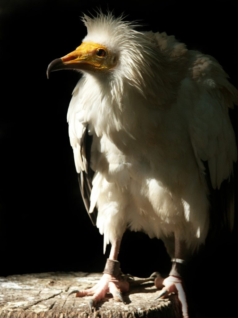 Egyptian Vulture (Neophron Percnopterus) Birds