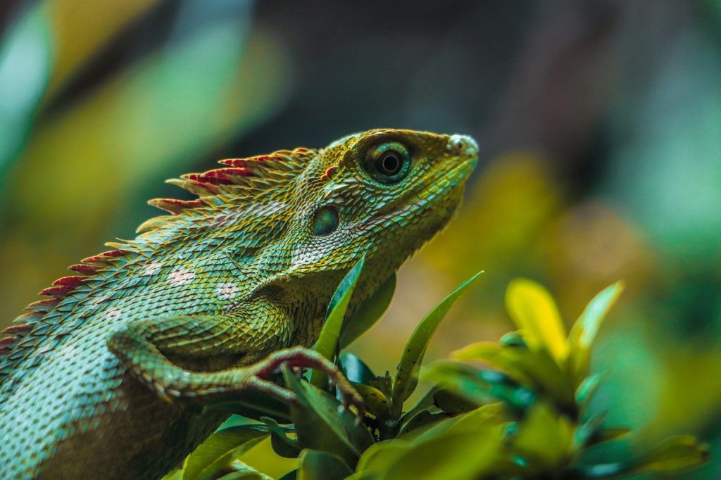Anole Lizard Latest Facts &Amp; Pictures