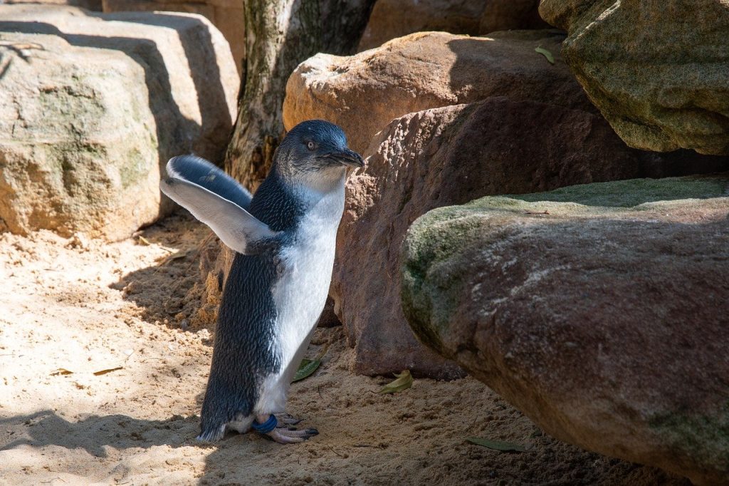 Little Penguin (Eudyptula Minor)