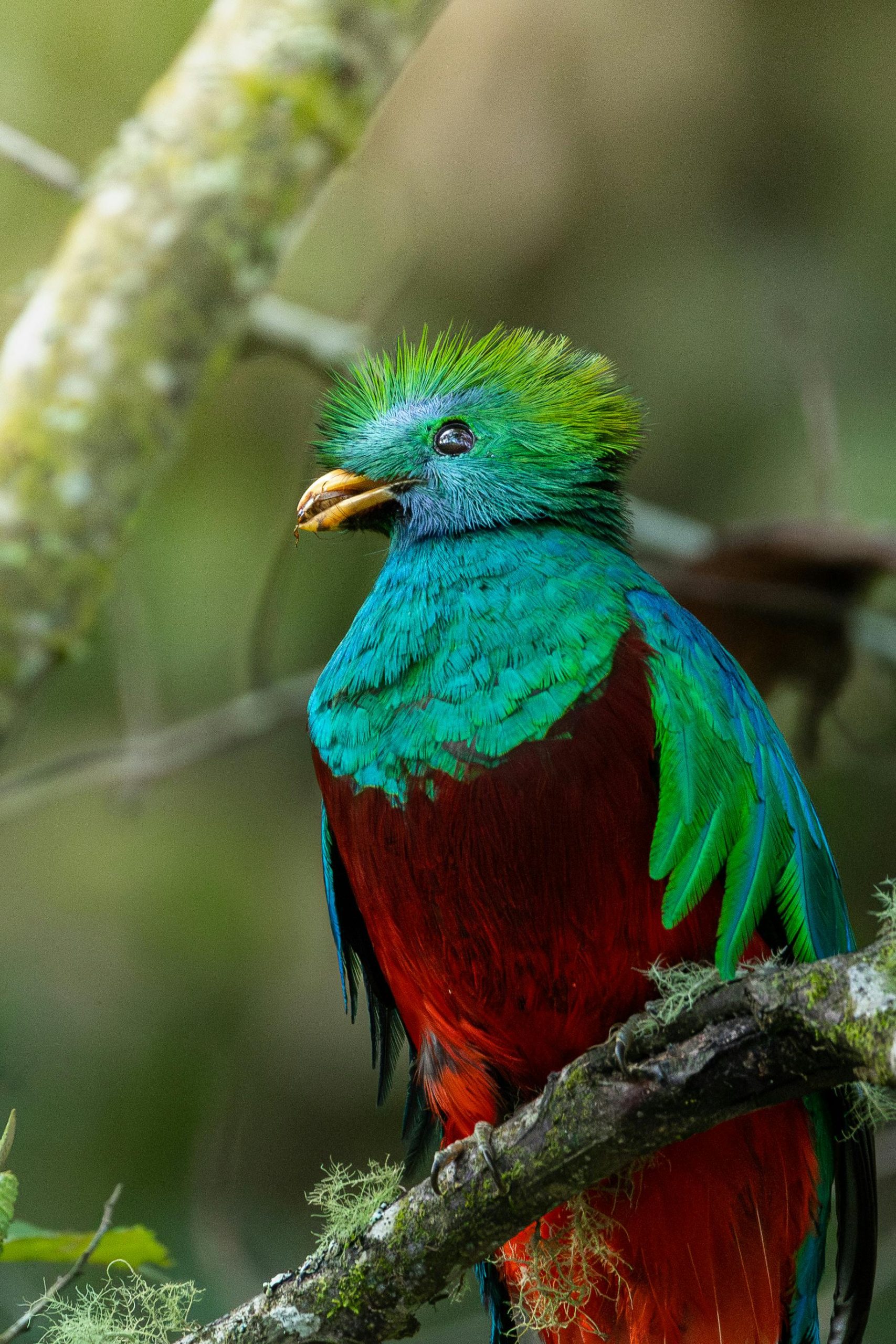 Quetzal (Pharomachrus, Euptilotis)