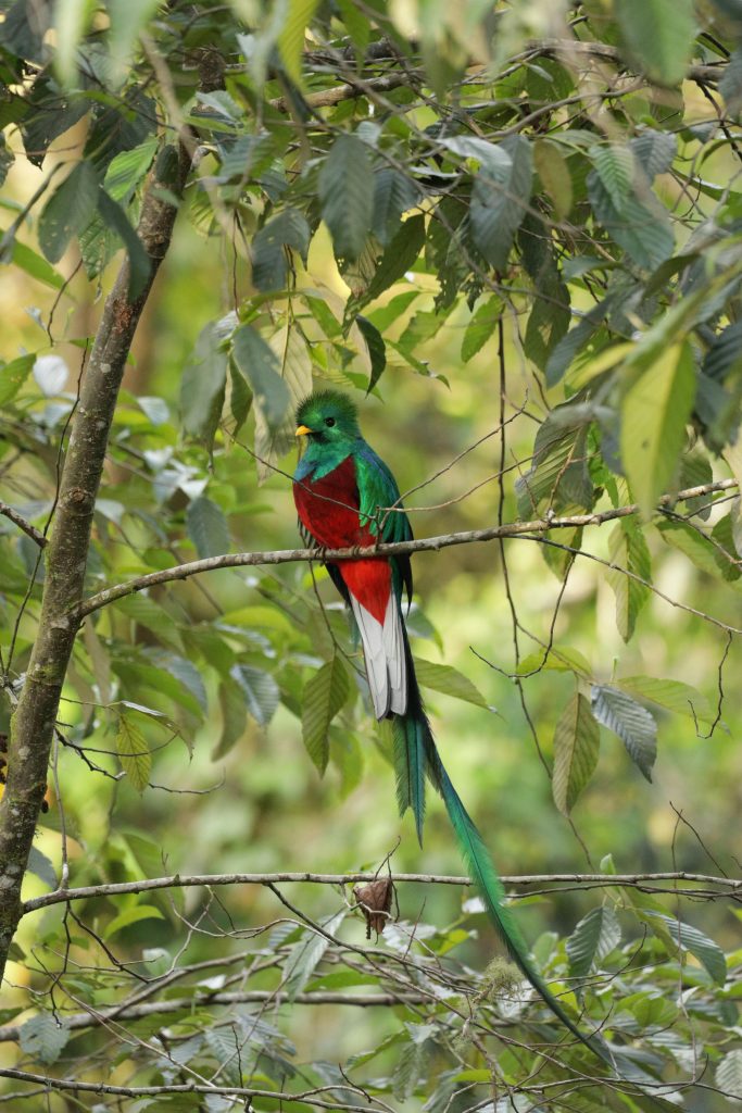 Quetzal (Pharomachrus, Euptilotis)
