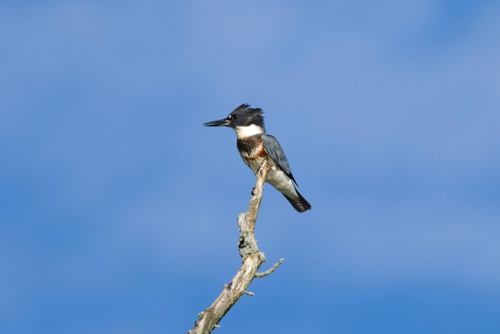 Belted Kingfisher (M. Alcyon)