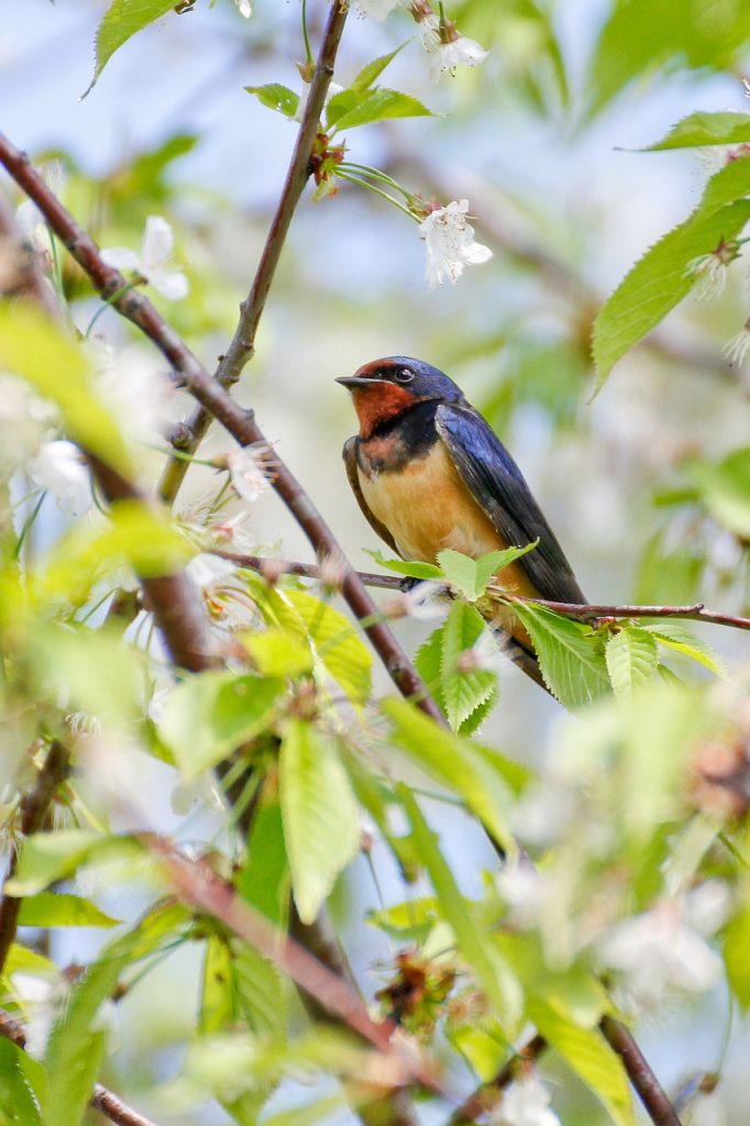 Swallow (Tachycineta Bicolor, Atticora Fasciata)