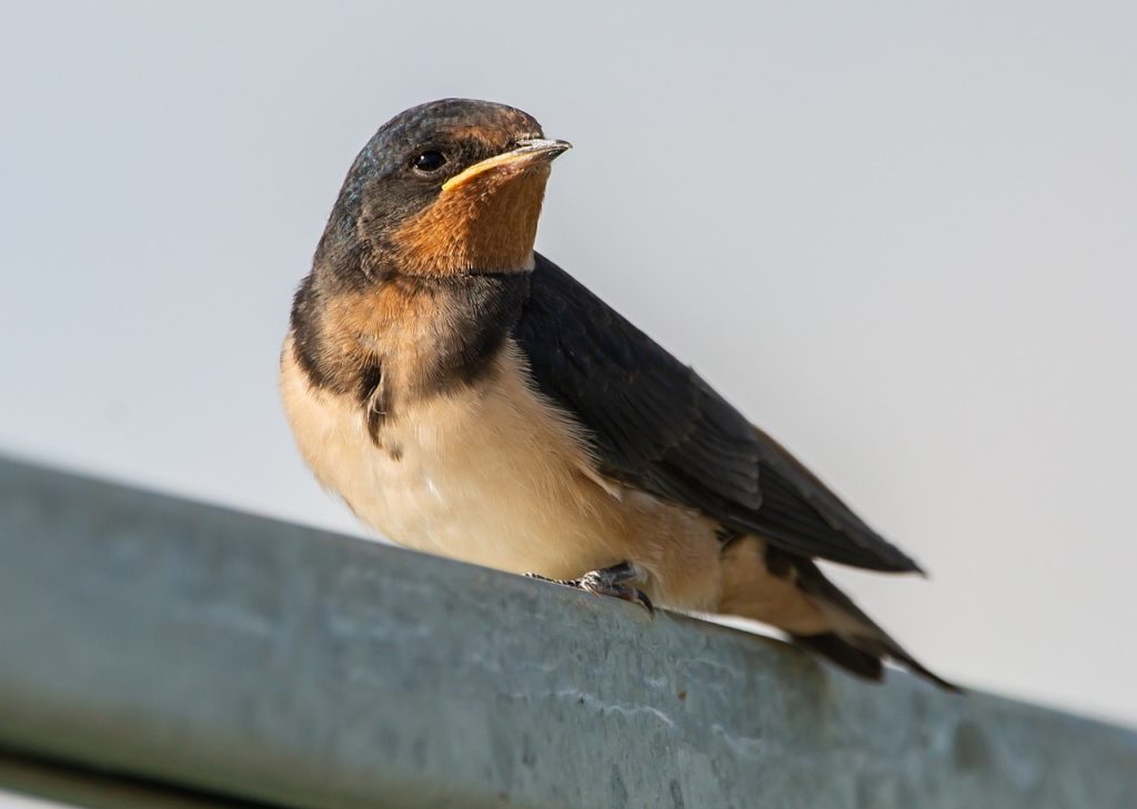 Swallow (Tachycineta Bicolor, Atticora Fasciata)