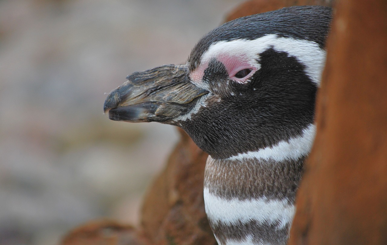 Little Penguin (Eudyptula Minor)