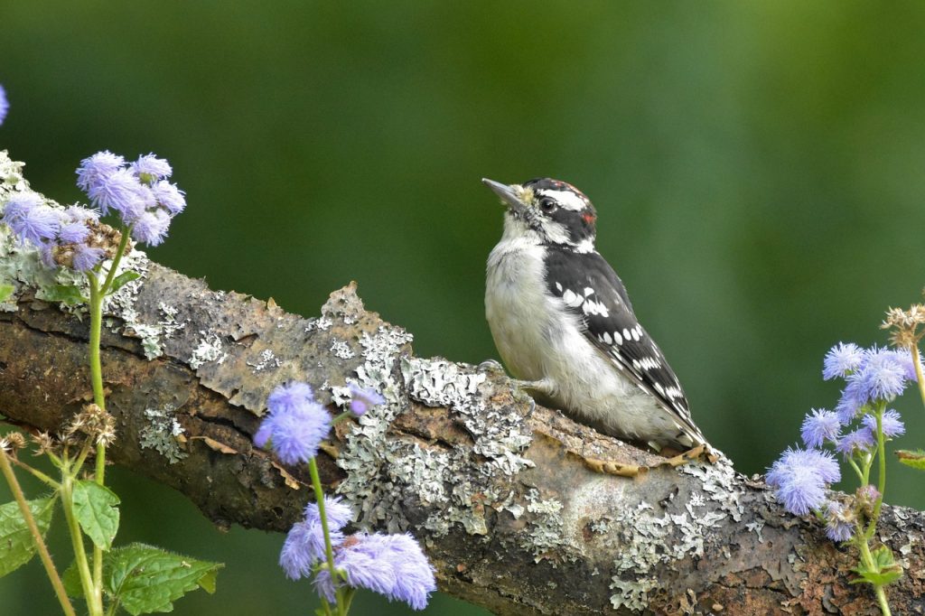 Downy Woodpecker (D. Pubescens)