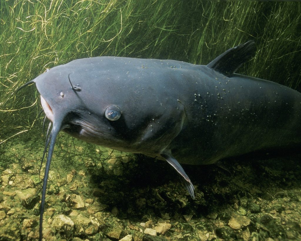 Catfish (Siluriformes)