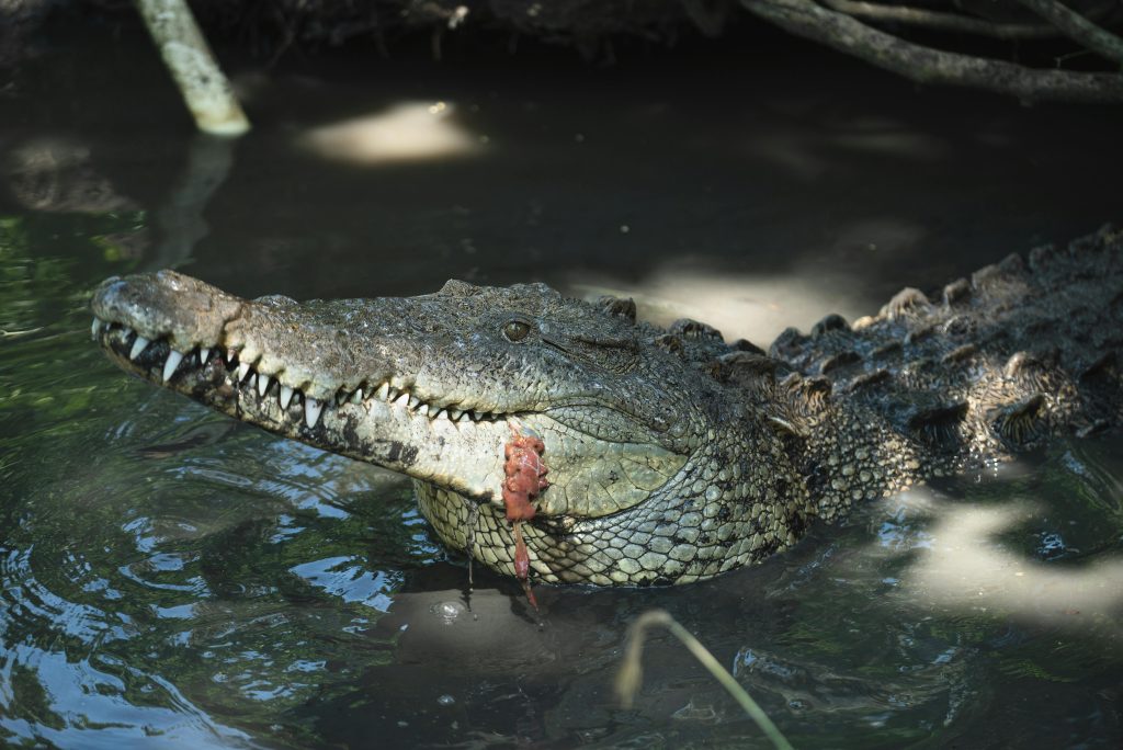 Crocodile (Crocodylus Acutus)