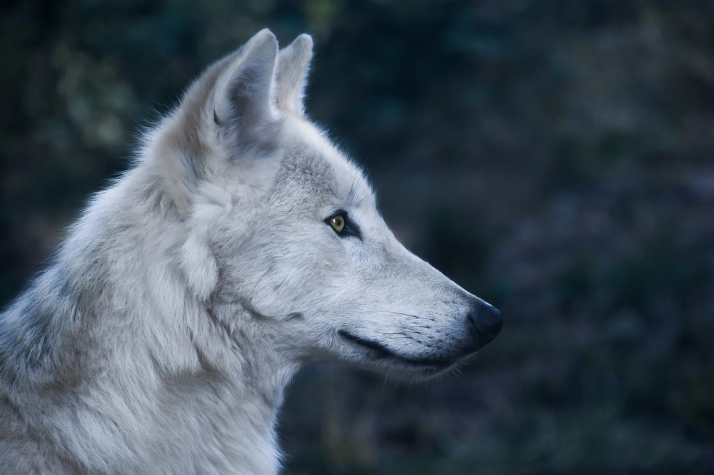 Wolf (Canis Lupus)