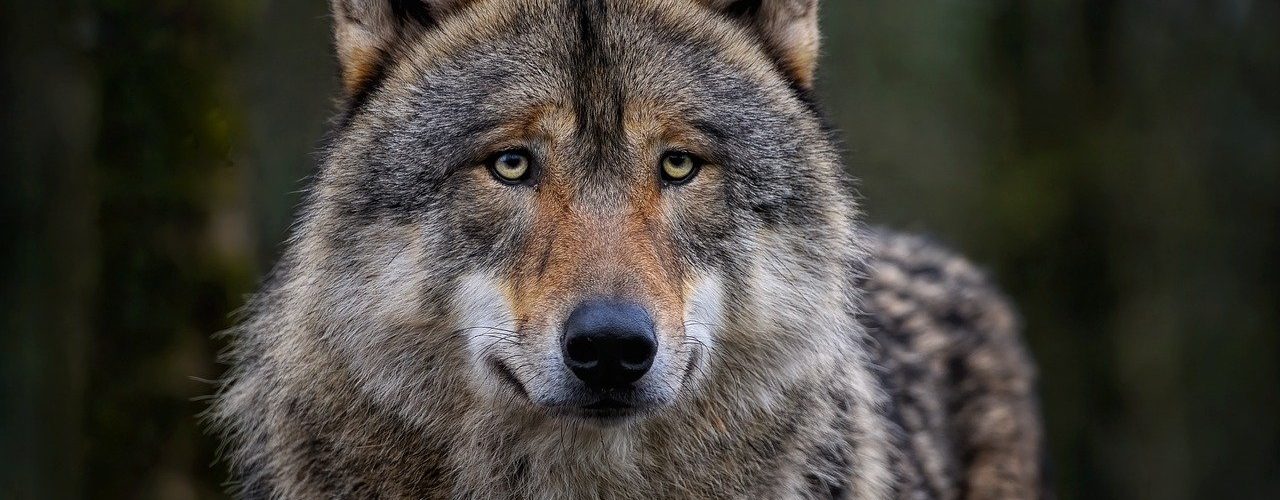 Wolf (Canis Lupus)